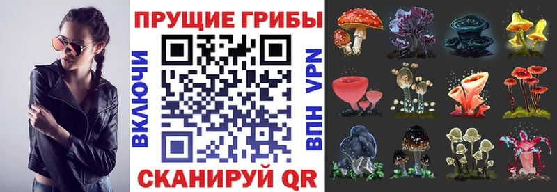 где купить blacksprut рабочий сайт Псилоцибиновые грибы ЛСД Кинель